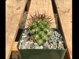 Copiapoa coquimbana