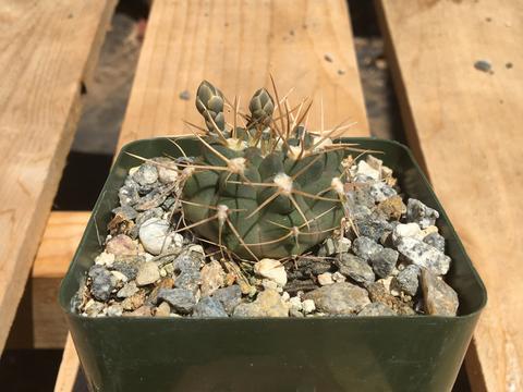 Gymnocalycium riojense ssp. piltziorum