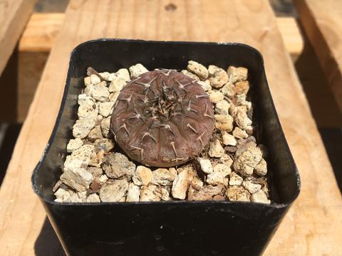 Gymnocalycium stellatum