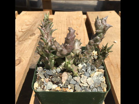 Angolluma sp. (aff. wissmannii)