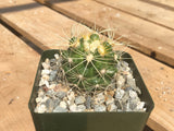Discocactus zehntneri ssp. albispinus