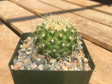 Discocactus zehntneri ssp. araneispinus