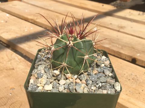 Ferocactus rectispinus