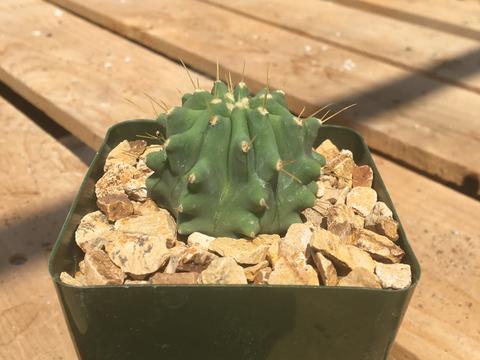 Ferocactus glaucescens inermis