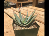 Aloe striata