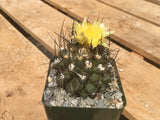Copiapoa humilis