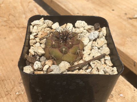 Copiapoa cinerea
