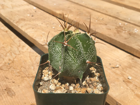 Astrophytum ornatum