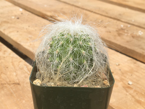 Cephalocereus senilis