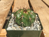 Discocactus crystallophilus