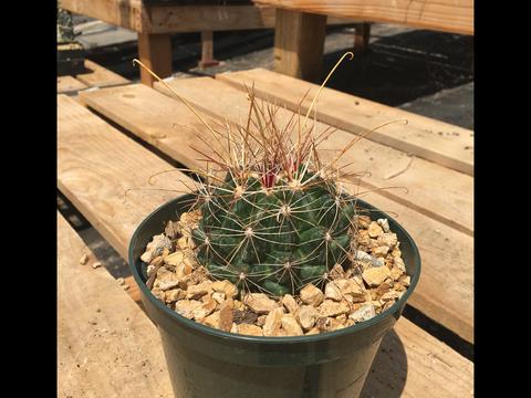 Ferocactus hamatacanthus ssp. sinuatus