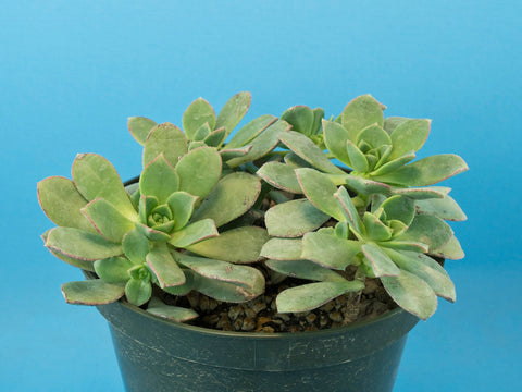 Aeonium haworthii