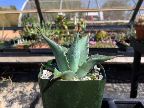 Agave azurea