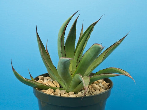 Agave cv. 'Blue Glow' Hybrid (attenuata × ocahui)
