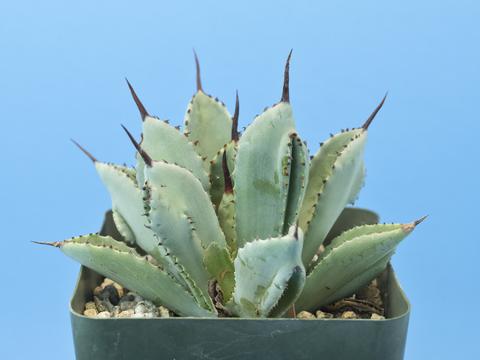 Agave cv. 'CUBIC'