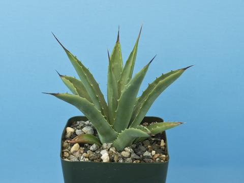 Agave macroacantha