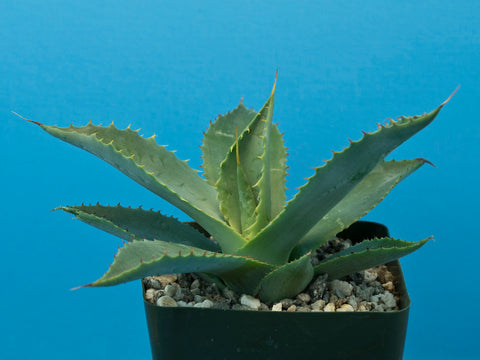 Agave nussaviorum