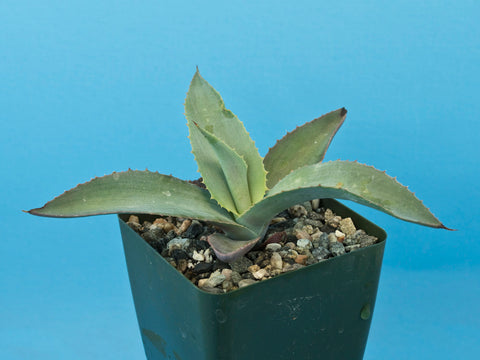 Agave pablocarrilloi