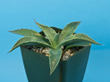 Agave parryi var. couesii