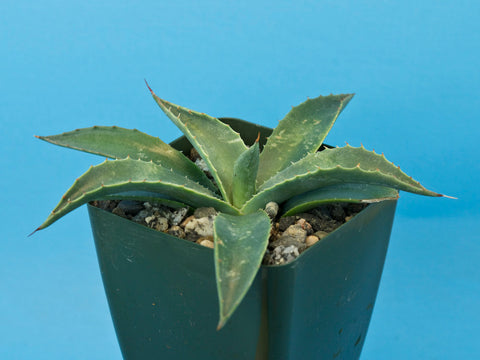Agave parryi var. couesii