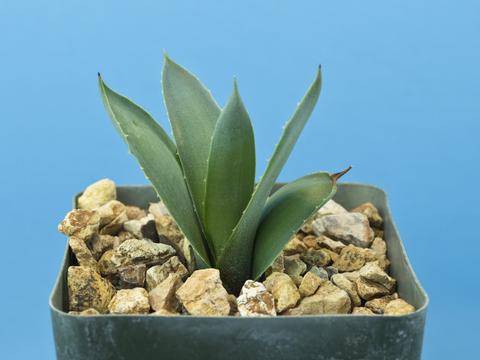 Agave tequilana