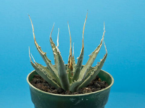 Agave utahensis var. eborispina