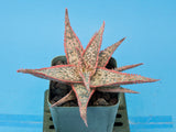 Aloe cv. 'Bright Star'