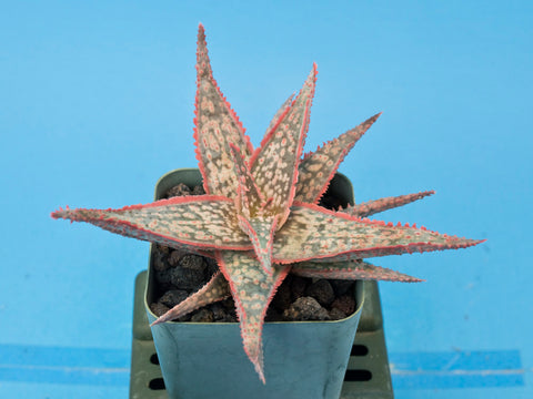 Aloe cv. 'Bright Star'