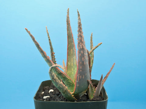 Aloe cv. 'Confused'
