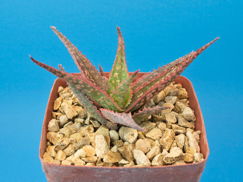 Aloe cv. 'Coral Edge'