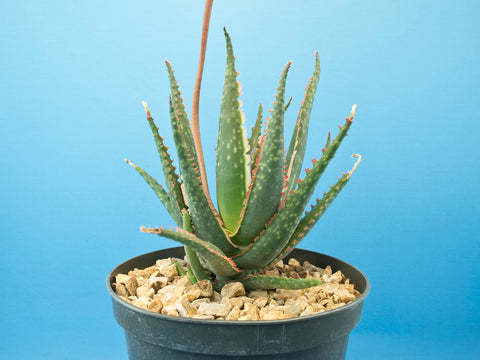 Aloe cv. 'Coral Fire'