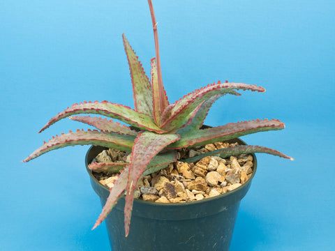 Aloe cv. 'Draculas Blood'