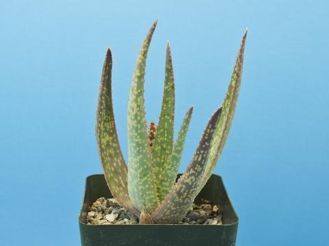 Aloe cv. 'Dragon Fire'