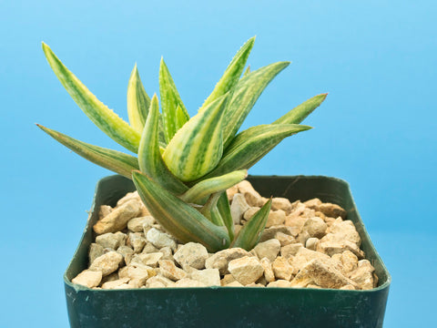 Aloe cv. 'Green Gold' variegated