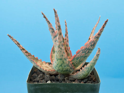 Aloe cv. 'Peppermint'