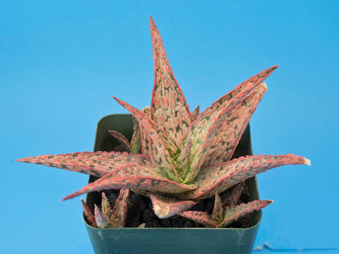 Aloe cv. 'Pink Blush'