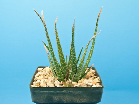 Aloe cv. 'Pink Lace'