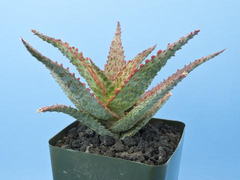 Aloe cv. 'Viper'