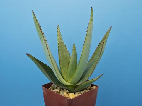 Aloe betsileensis - Plant of the Month