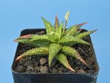 Aloe jucunda