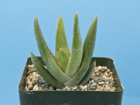 Aloe krapohliana v. dumoulinii