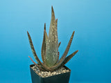 Aloe saponaria hybrid