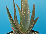 Aloe saponaria hybrid