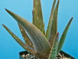 Aloe saponaria hybrid