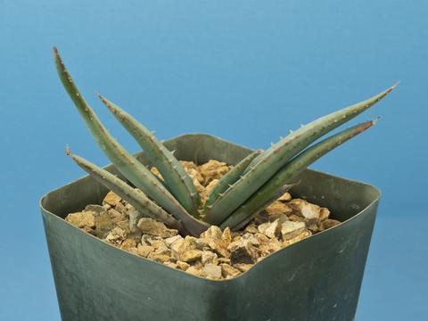 Aloe suprafoliata
