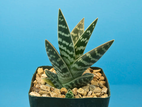 Aloe variegata