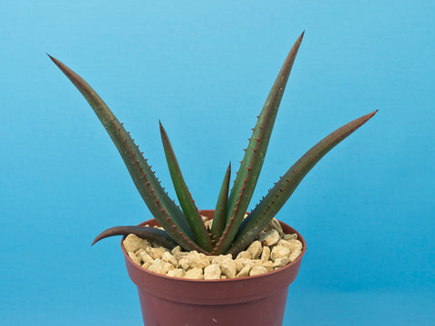 Aloe wickensii