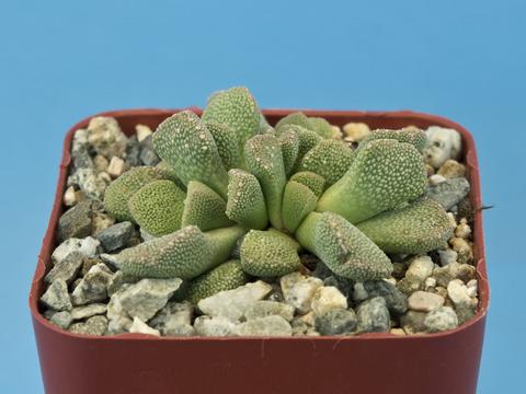 Aloinopsis villetii