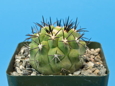 Copiapoa echinoides
