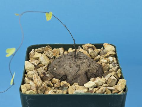 Dioscorea elephantipes